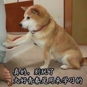 考研学习之柴犬表情包!