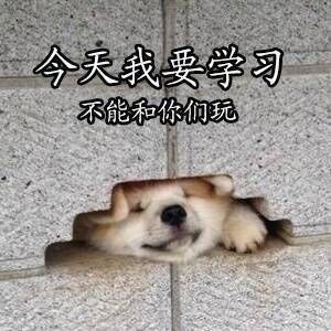 考研学习之柴犬表情包!