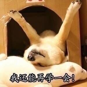 考研学习之柴犬表情包!