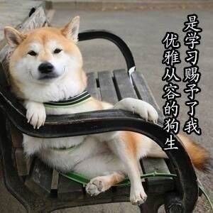 考研学习之柴犬表情包!